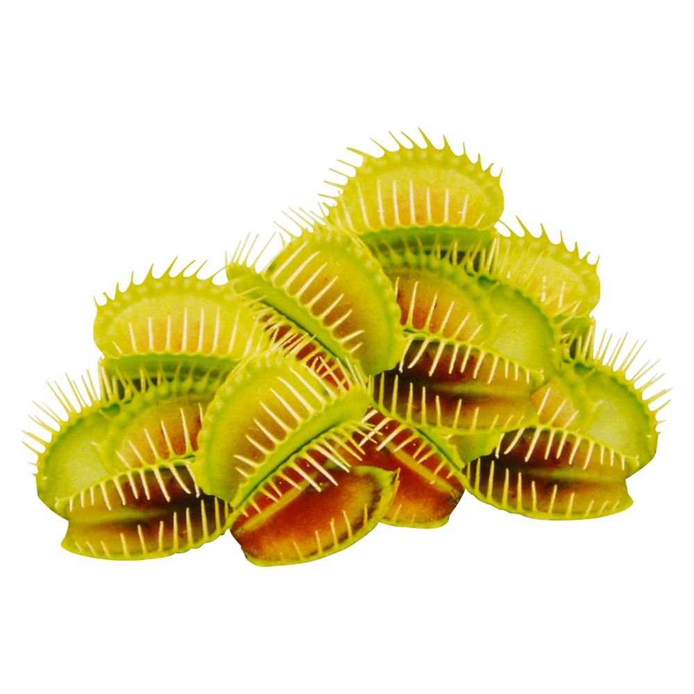8 Bulk Grow It Carnivorous Plants