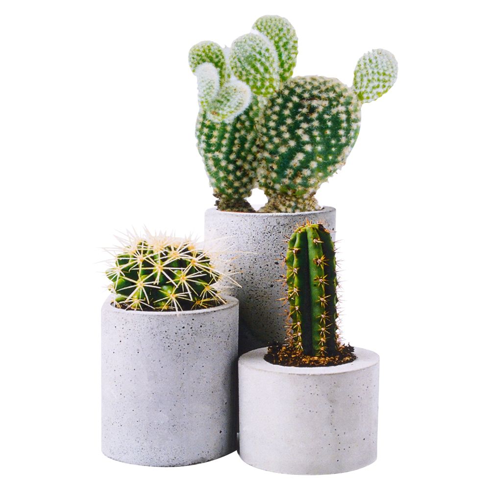 8 Bulk Grow It Cactus