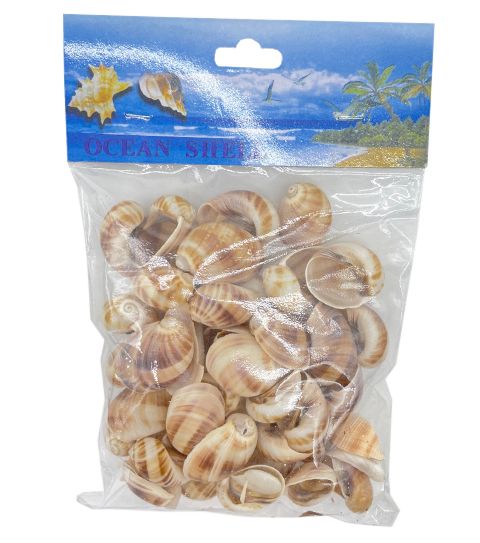 24 Bulk Sea Shell 100 Gram - at - bluestarempire.com