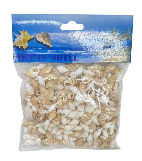 24 Bulk Sea Shell 100 Gram - at - bluestarempire.com