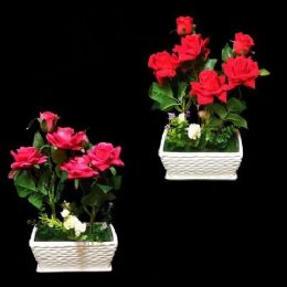 6 Bulk Bonsai Rose Plant