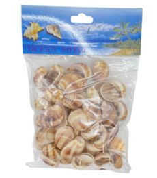24 Bulk Sea Shell 100 Gram