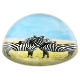 36 Bulk 80 Mm Dome Paperweight 2 Zebras