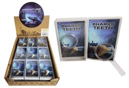 27 Bulk Fossil Shark Tooth W/magnifier