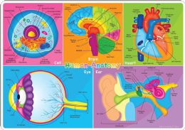 20 Bulk 10 Pack Smart Poly Learning Mats 12"x17", Double-Sided, Human Body Systems & Anatomy   95019