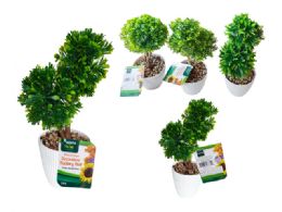 12 Bulk 2 Topiary Balls In Pot - 11-inch H X 4-inch BALL -3.75-inch 