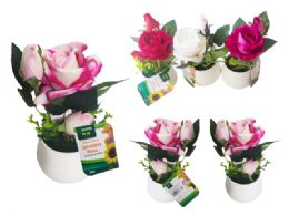 24 Bulk 3 Head Rose With White Pot - Assorted Color